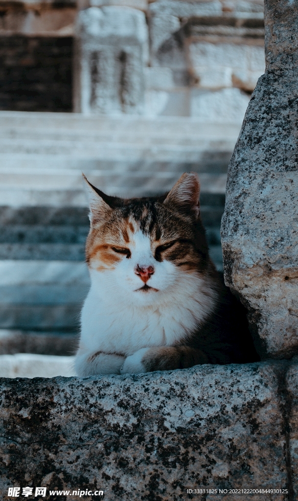 猫
