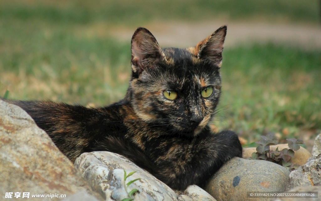 猫
