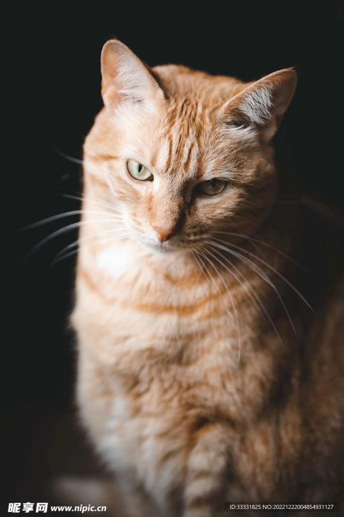 猫