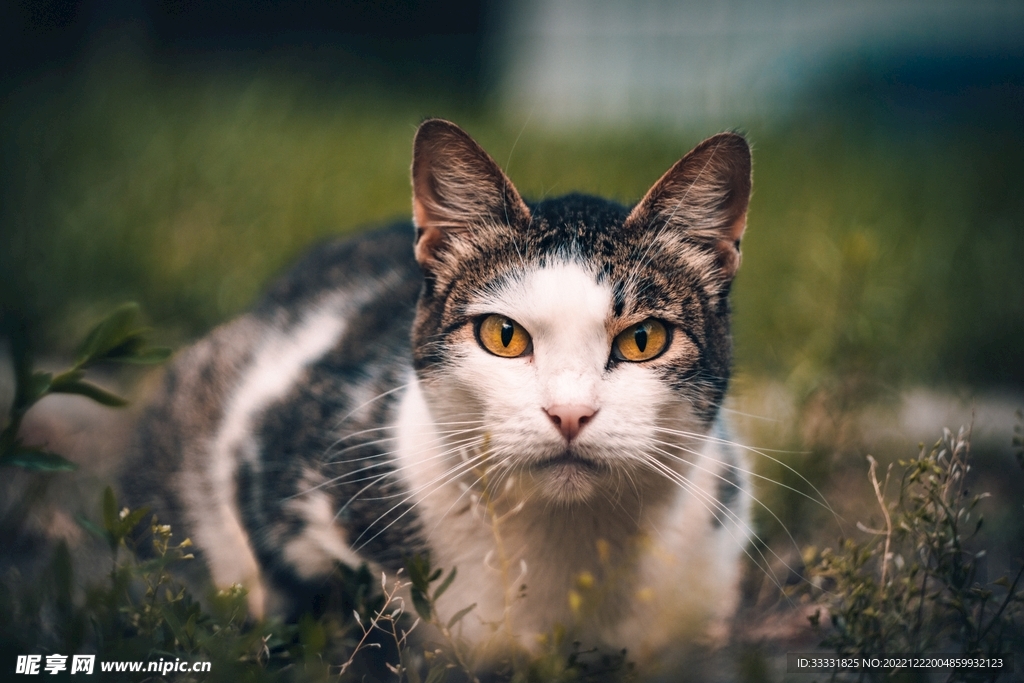 猫
