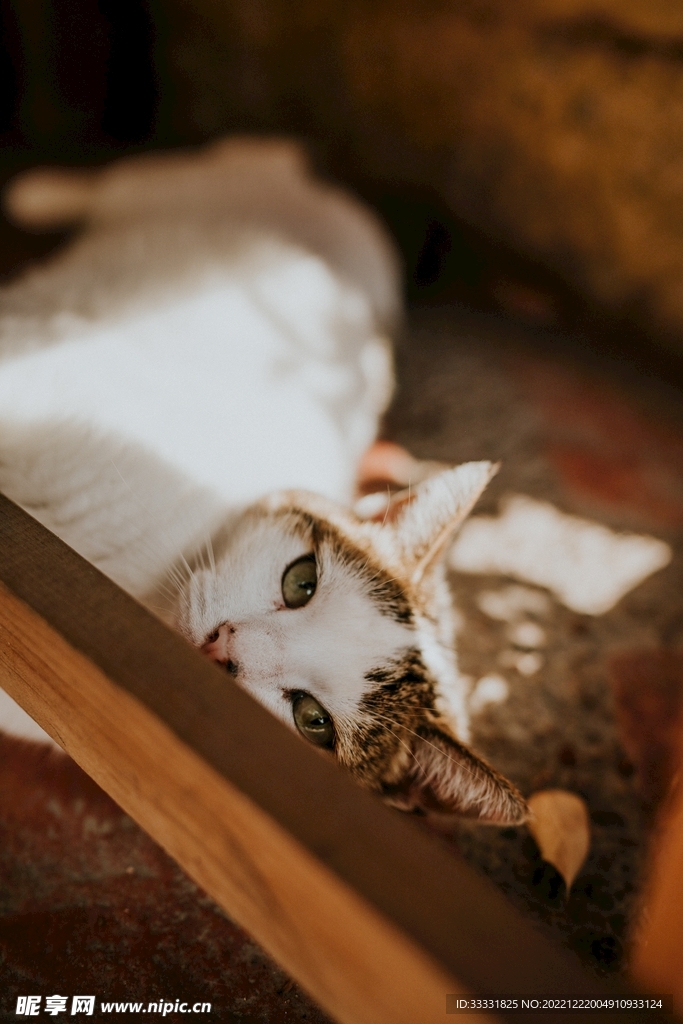 猫