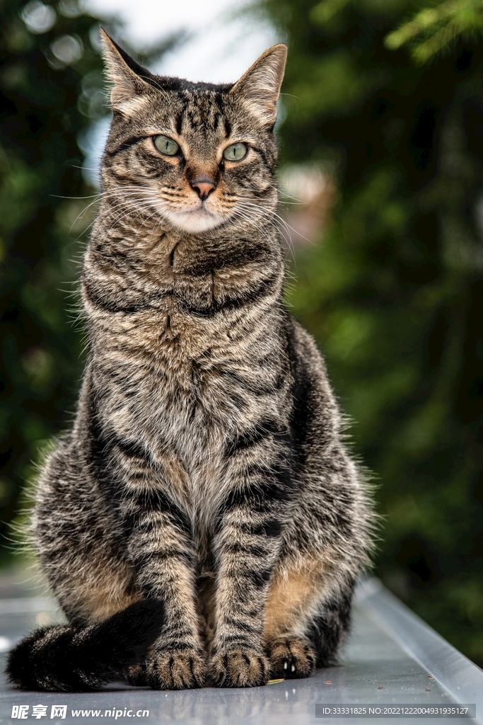 猫