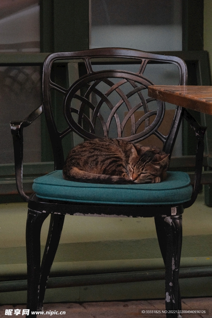 猫