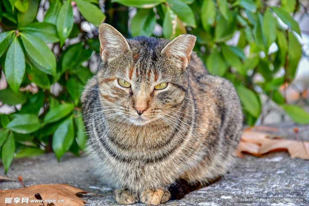 猫
