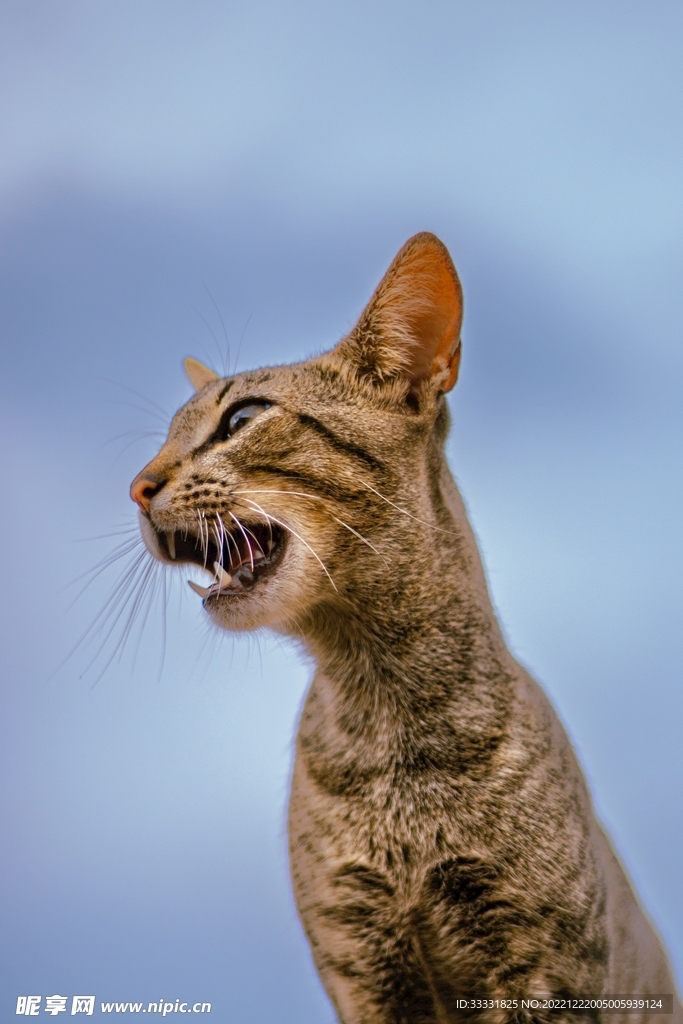猫