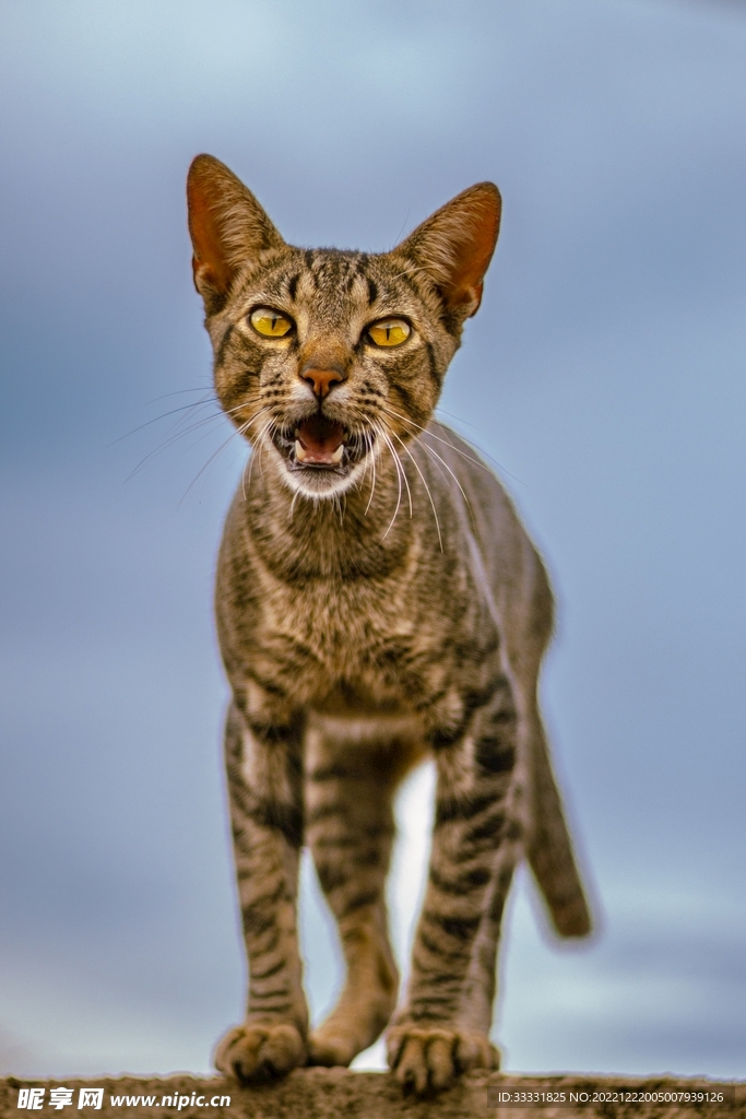 猫