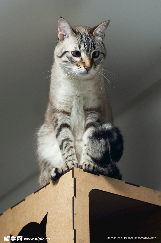 猫