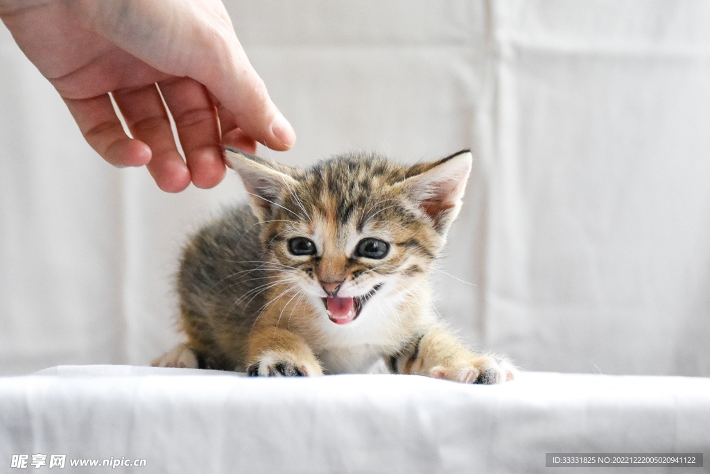 猫