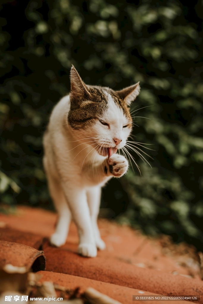 猫