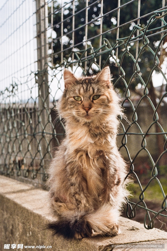 猫