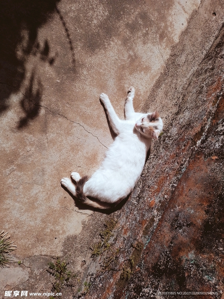 猫