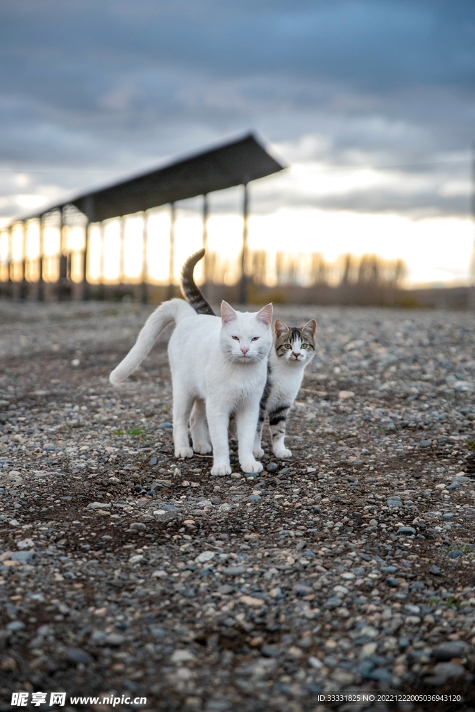 猫