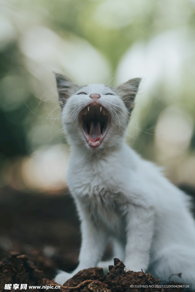 猫