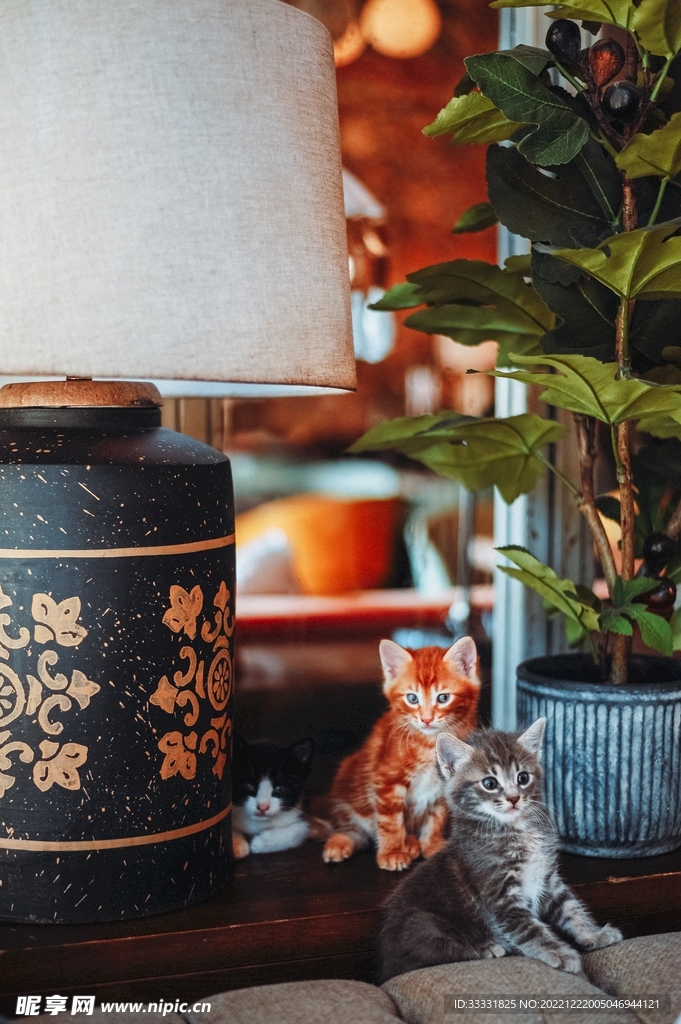 猫