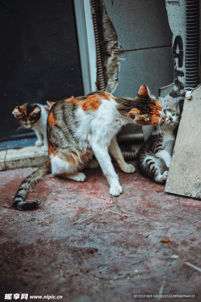 猫
