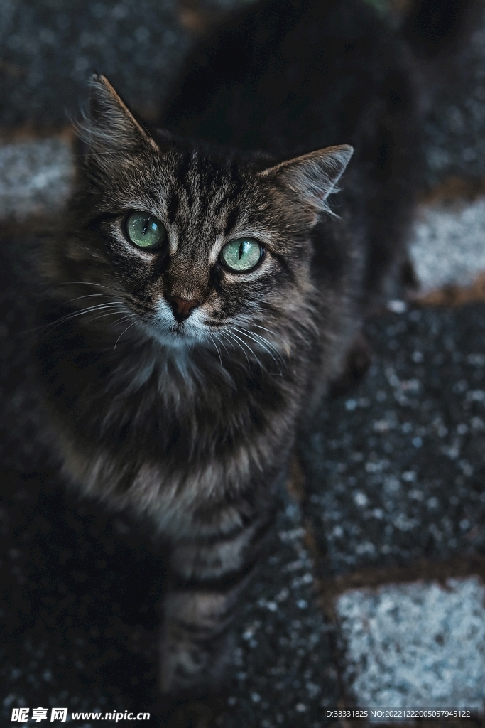 猫