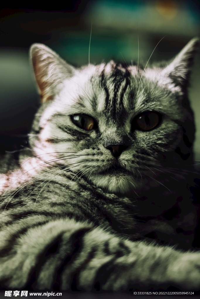 猫