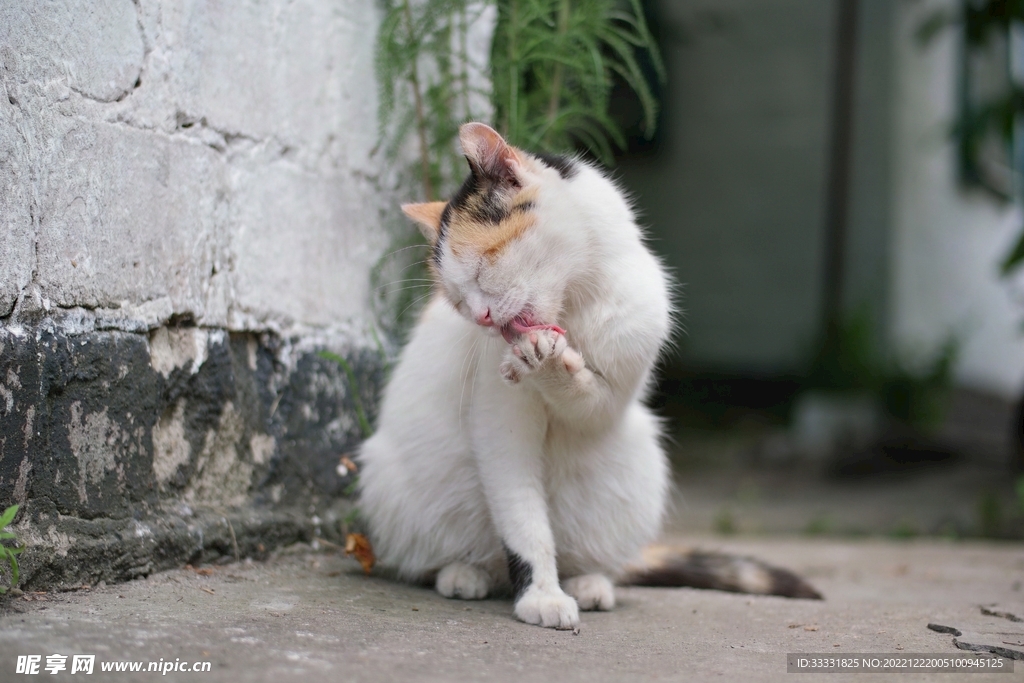 猫