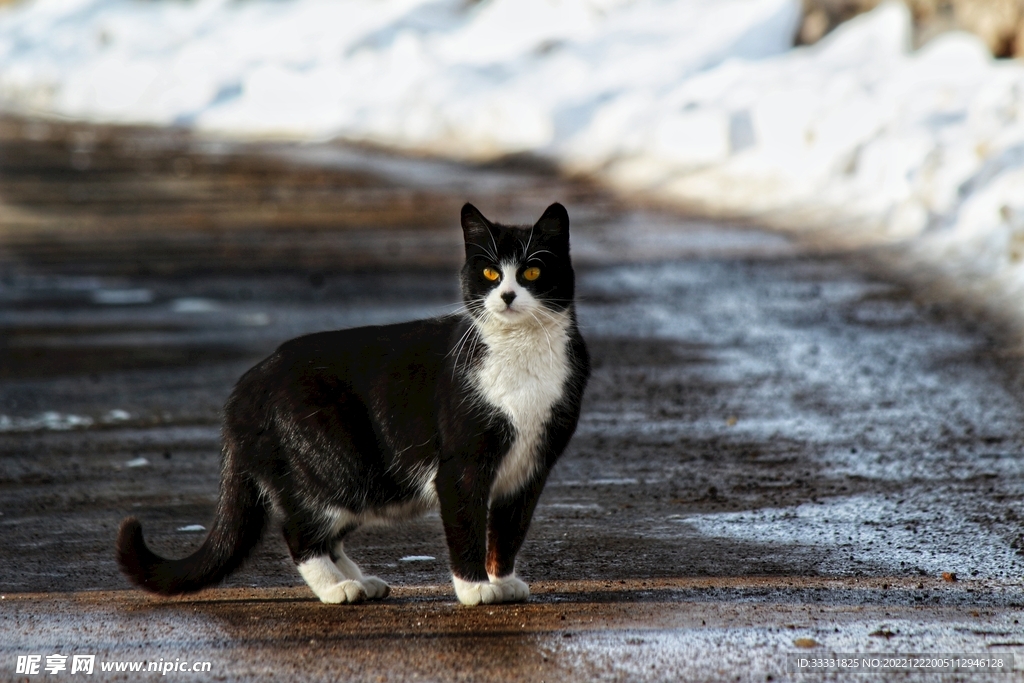猫