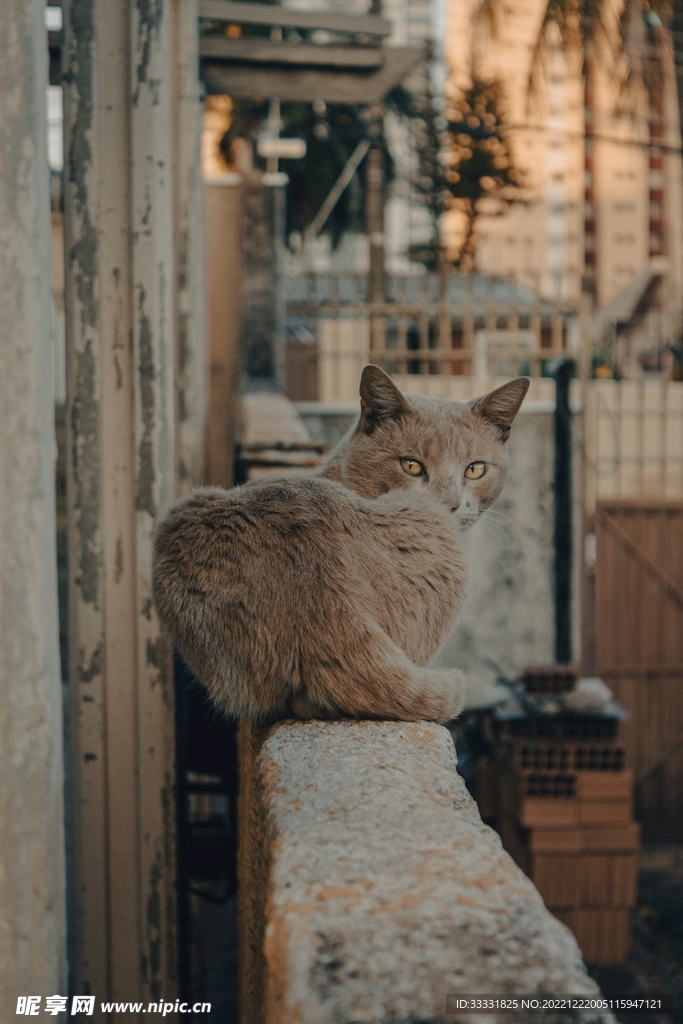 猫