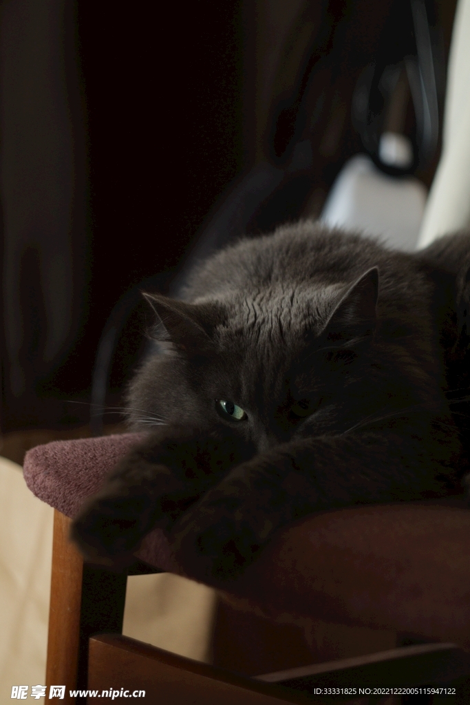 猫