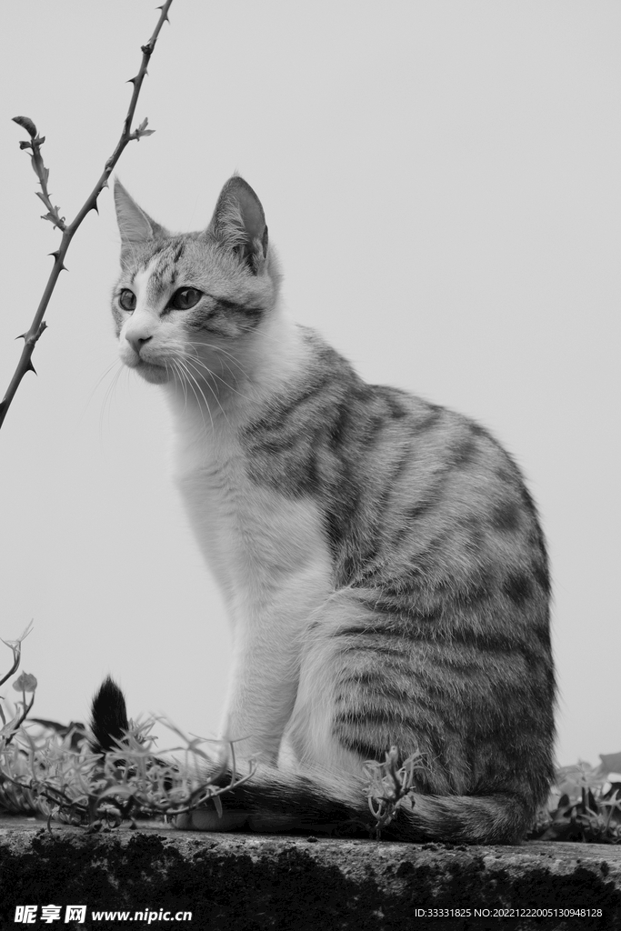 猫