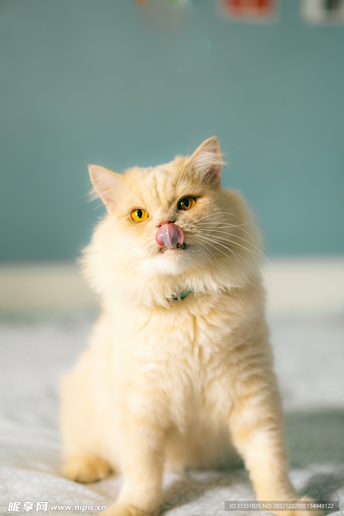 猫