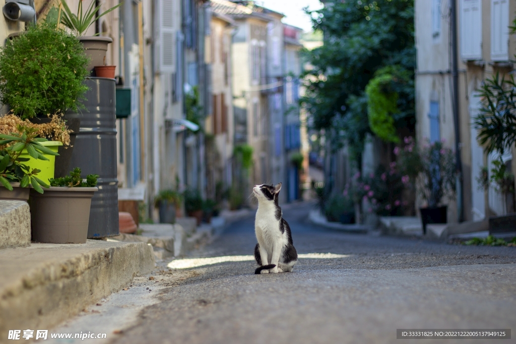 猫