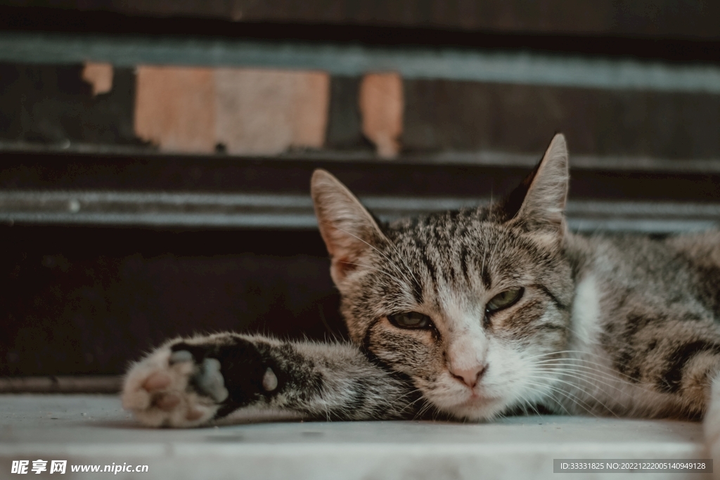 猫