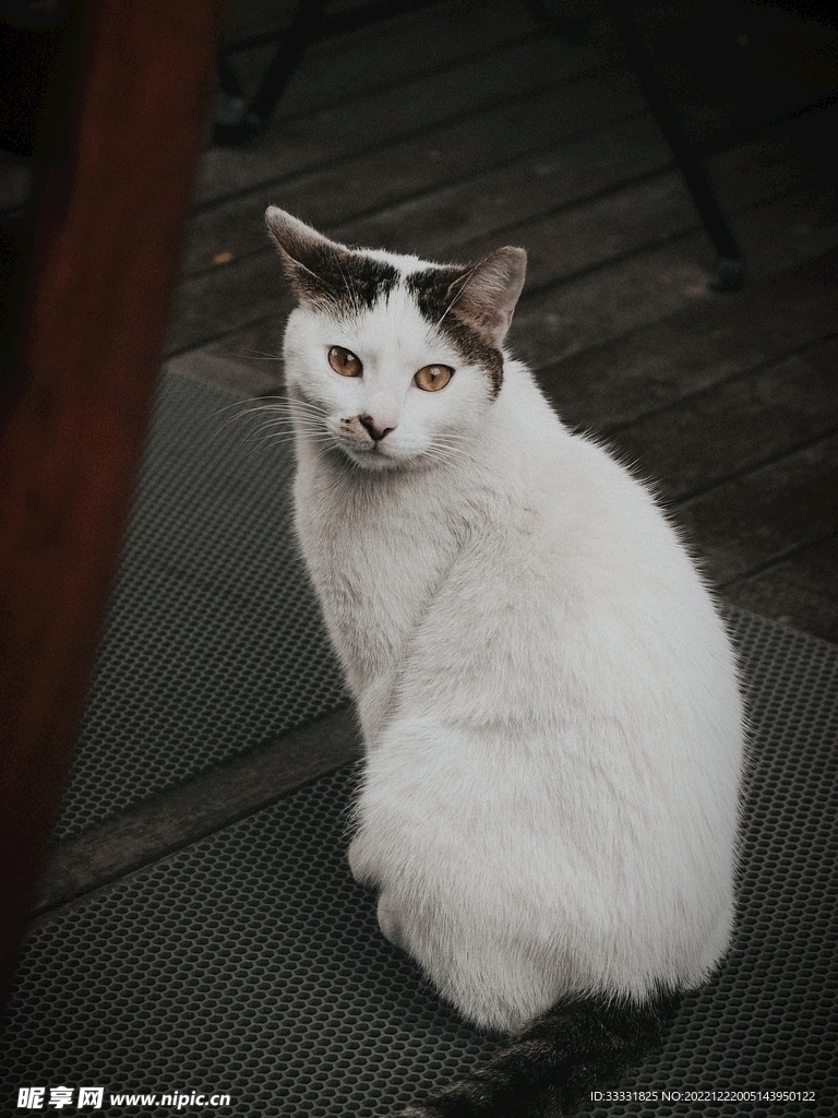 猫