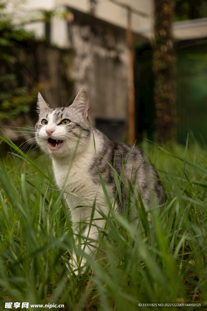 猫