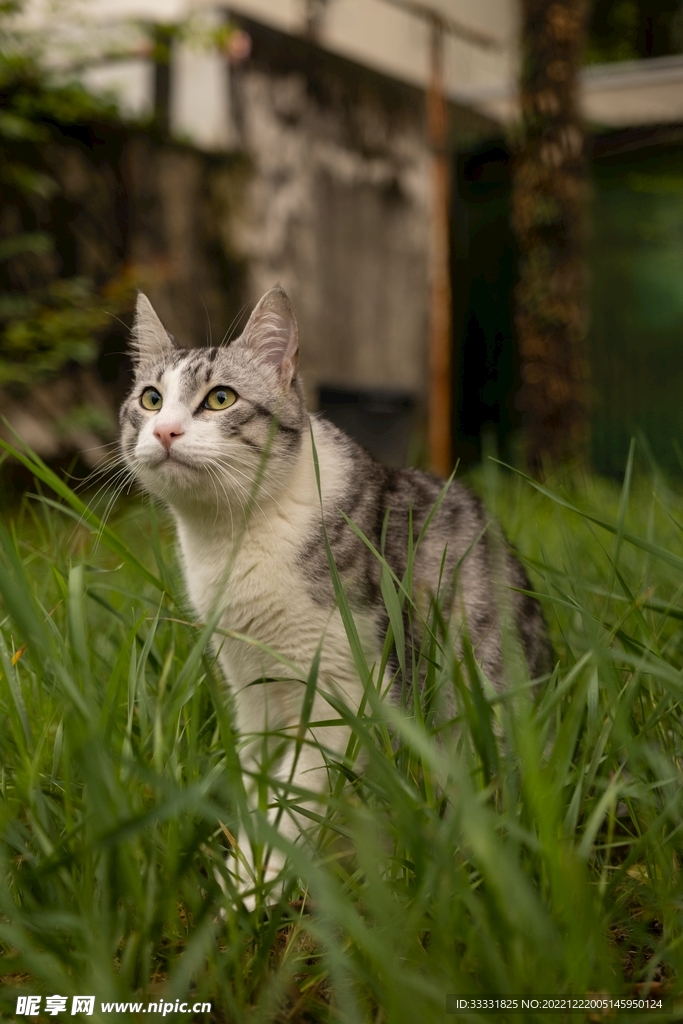 猫