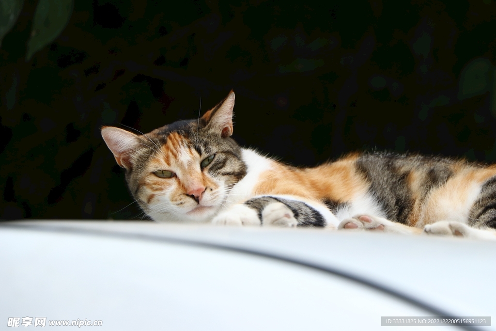 猫