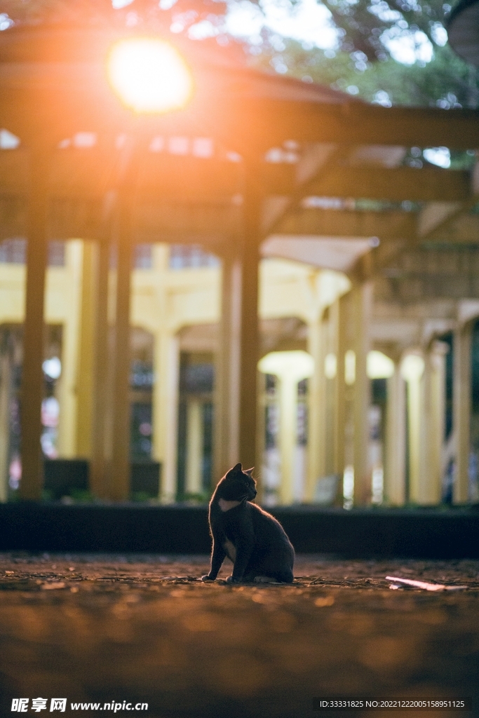 猫
