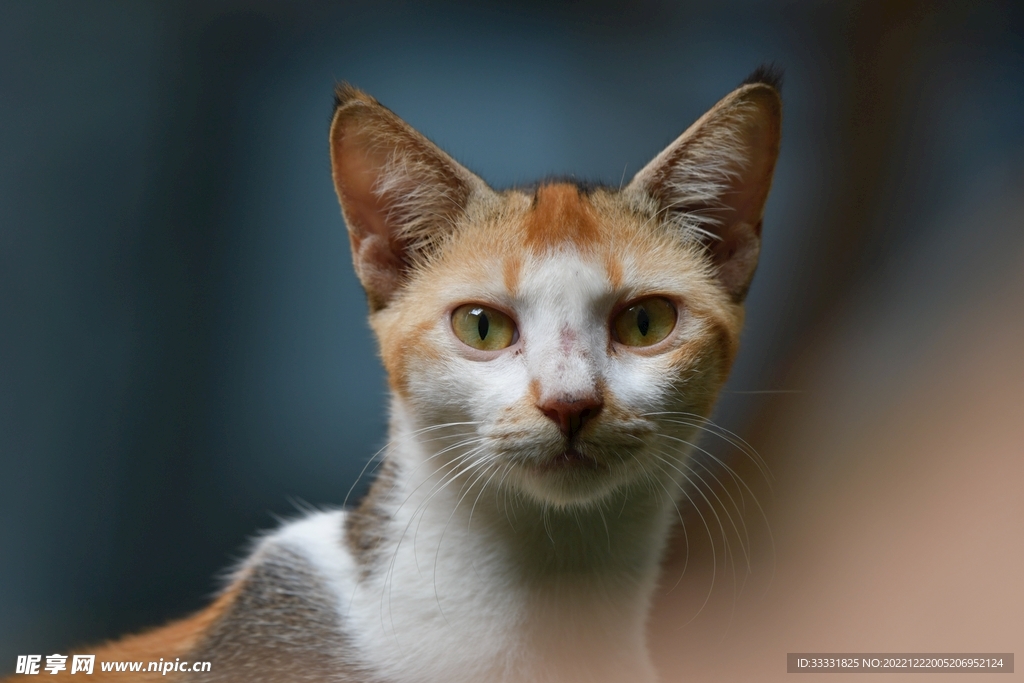 猫