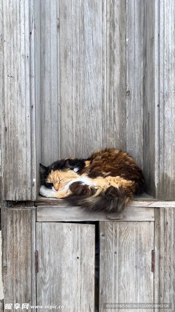 猫