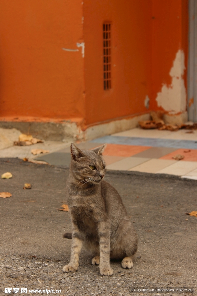 猫