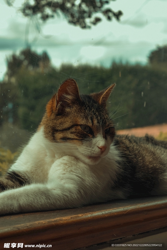 猫