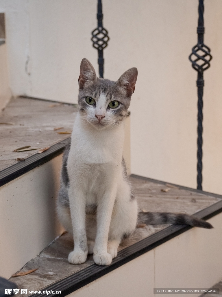 猫