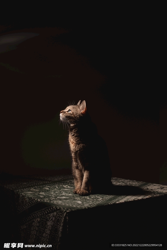 猫