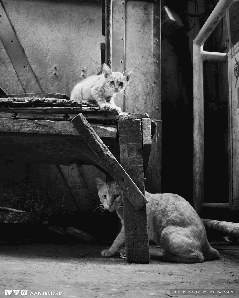 猫