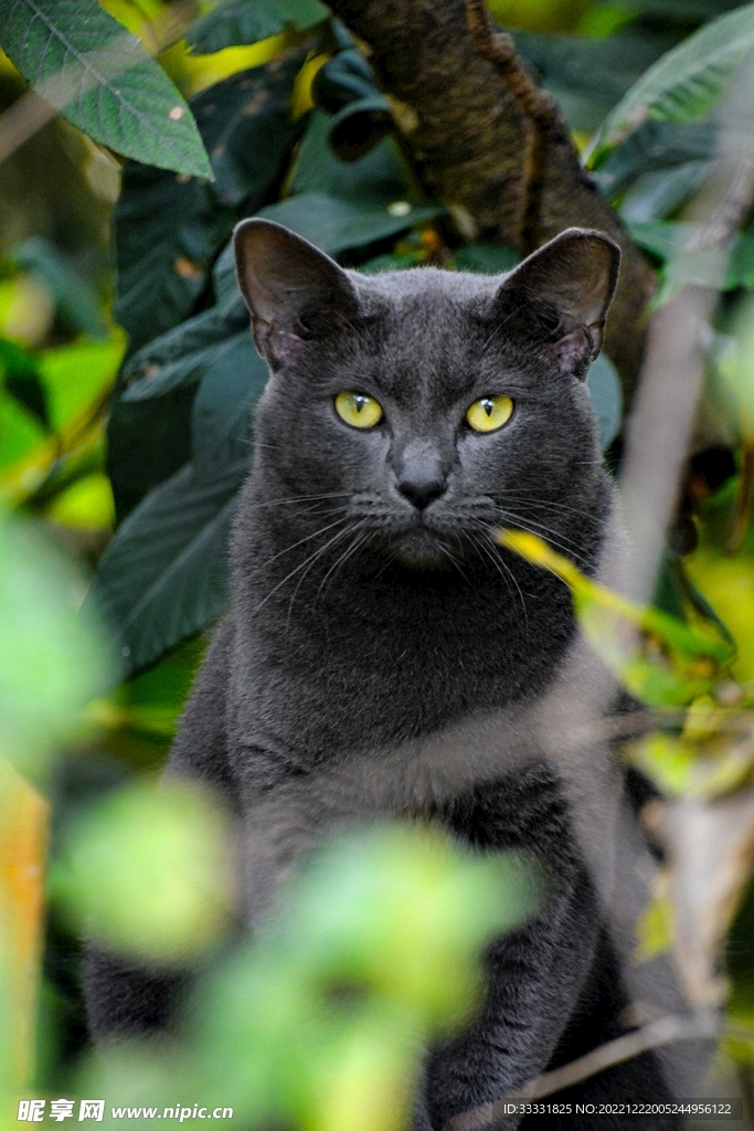 猫