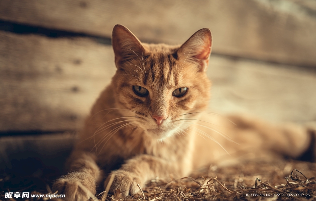 猫