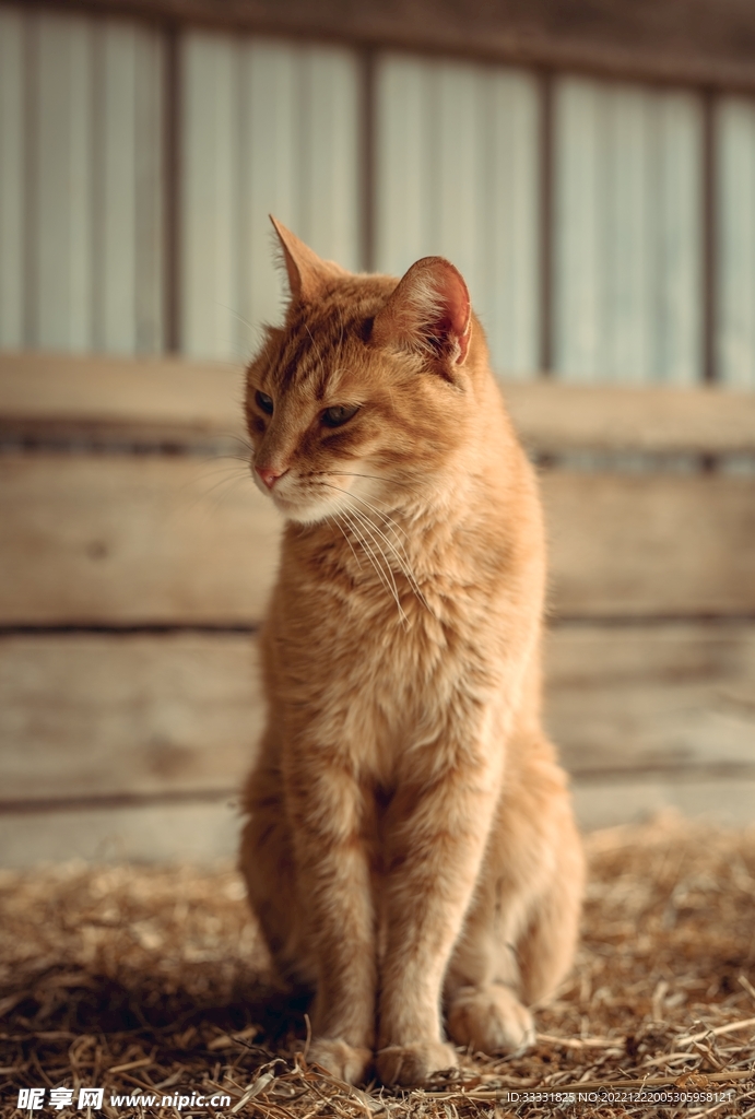 猫