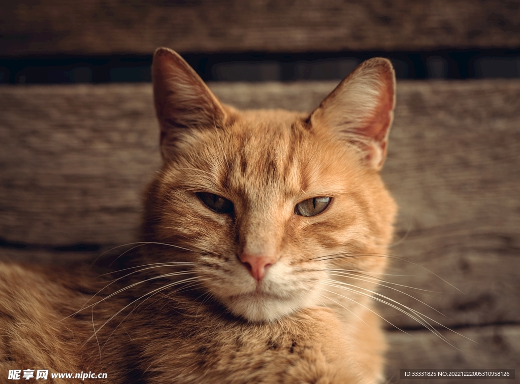 猫