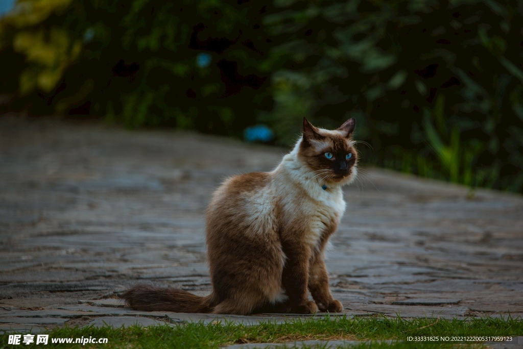 猫