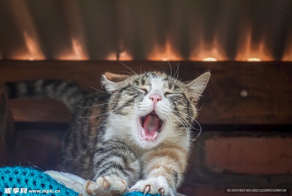 猫