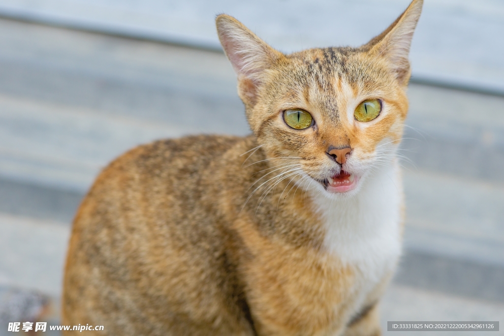 猫
