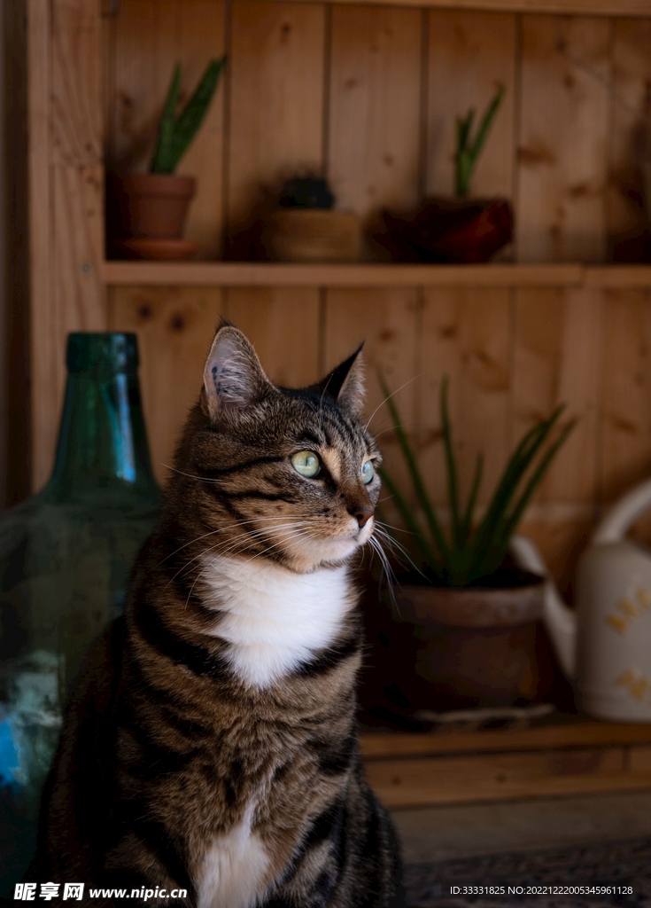 猫