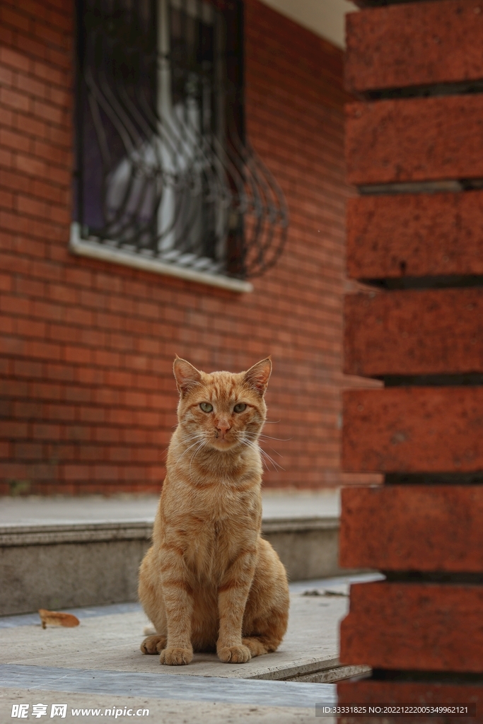 猫